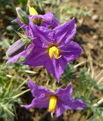 Image result for Solanum supinum