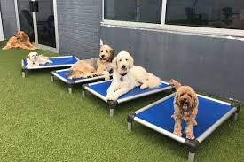 We did not find results for: Pet Resort Boarding Dog Daycare In Philadelphia King Of Prussia Pa