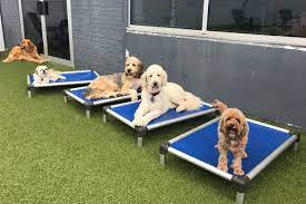 Turn to rover, the nation's largest network of pet care providers. Pet Resort Boarding Dog Daycare In Philadelphia King Of Prussia Pa
