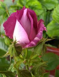 'blue for you' rose description. Jenny Hendy On Twitter Floribunda Rose Blue For You Just Starting To Open Great For Bees Growingroses Roses
