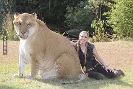 Liger Biggest Can On Earth A Cross Between A Tiger F And A Lion M This One Named Hercules Weighted 418 Kg Animals Cute Animals Unique Animals