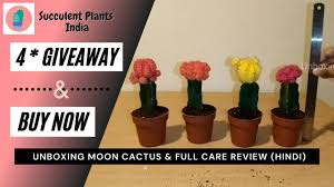 Cacti and succulent plants come in a variety of types, sizes, shapes, and colors. Best Moon Cactus With Free Vase India 2021 Succulent Plants India