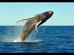 You can use them for free. Drawing Fish Drawing Blue Whale Novocom Top