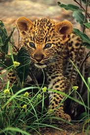 yavru leopar buyuk kediler hayvanlar kedi