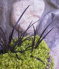 Ophiopogon nigrescens a low growing, grassy looking plant. Ophiopogon Planiscapus Nigrescens Black Mondo Grass