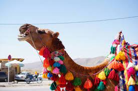 These camel jokes are a tribute to the fact that these fantastic, funny animals even exist. Pin On Animal Friends
