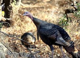 Try blocking the lower portion of the pane for a while. California S Wild Turkey Population Is Booming After Wildfires