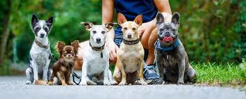 Maybe you would like to learn more about one of these? Who Can Take Care Of My Pets Pet Sitting Services Guide