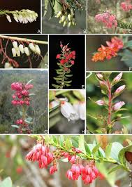 Image result for Agarista