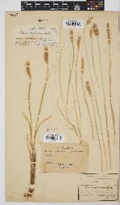 Image result for Tragus koelerioides