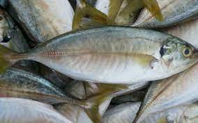 Jenis makanan ikan patin secara alami yang bernutrisi tinggi. 5 Jenis Ikan Dikatakan Penyebab Gatal Dan Angin Badan Free Malaysia Today Fmt