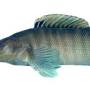 Profile Picture of Sharphead Darter | TNACIFIN | Freshwater Information Networkon Google