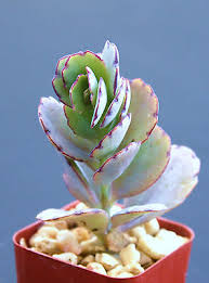 Image result for Kalanchoe fedtschenkoi