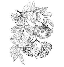 33 Rowan Branch Drawing Vector Branch Drawing Drawings Botanical Drawings