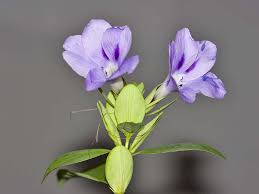 Image result for Barleria mackenii