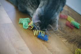 These can be anything from moving to a new home, a new pet or a new baby in the house, or even illness and aging. Why Do Cats Chew On Plastic Is It Dangerous Can I Get My Cat To Stop