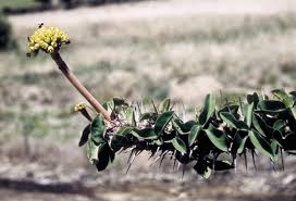 Image result for Euphorbia dawei