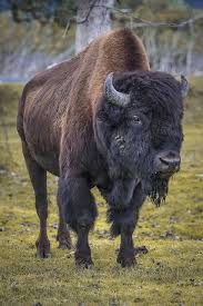 Wood Bison Buffalo Animal North American Animals Bison Photo