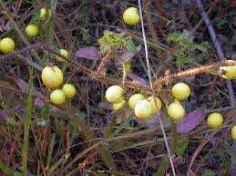 Image result for Solanum sp. A