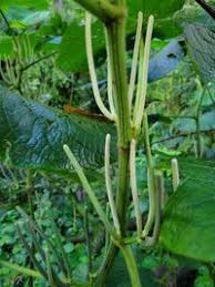 Image result for Piper umbellatum