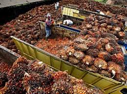Malaysia palm vegetable cooking oil is considered as the gold standard in frying and is perhaps, on its own, the most widely used frying oil in the world! Malaysia Red Ii Palm Oil Ban Is Discrimination And Protectionist Biofuels International Magazine