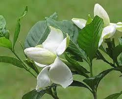 Check spelling or type a new query. East Texas Flowers Trees Dogwoods Daffodils Wildflowers Photographs