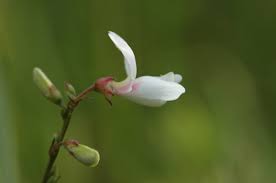 Image result for Tephrosia meisneri