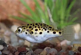 Neotype designated by dekkers, 1975; Dichotomyctere Aquafood