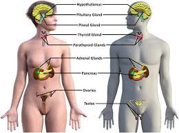 Image result for Endocrine Anatomy