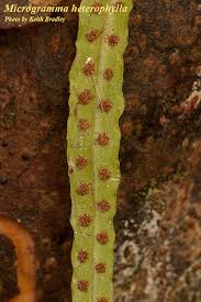 Image result for Microgramma