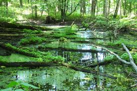 Recreation spot in holly, michigan. Marsh In Woods Seven Lakes State Park Mi Mapio Net