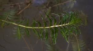 Bioaccumulation of trace metals in groenlandia densa. Image Groenlandia Densa Opposite Leaved Pondweed Biolib Cz