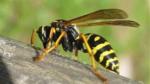 Résultats de recherche d'images pour « photo guepes police »