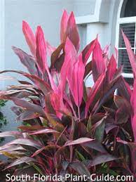 Cordyline Flower Knot Best Flower Wallpaper