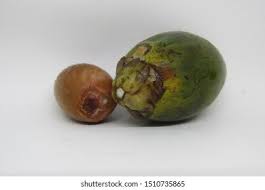 Buah ini punya manfaat dan khasiat gizi yang pas untuk pohon pinang yang bermanfaat untuk kebutuhan rumah tangga tidak membuat buahnya tidak berguna begitu saja. Close View Buah Pinang Jambe Muda Stock Photo Edit Now 1510735865