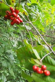 Image result for Lagenaria rufa