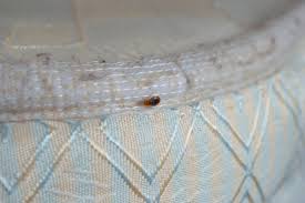 Includes pocket for pillow and pouch for carrying. Places Bed Bugs Can Hide In Your Home