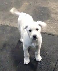 * my adoption fee is $350. Kansas City Mo Labrador Retriever Meet Lab Pups A Pet For Adoption