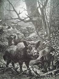 Electronics Cars Fashion Collectibles Coupons And More Ebay Wild Boar Art Wildlife Paintings