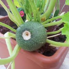 May 09, 2013 · orto sul balcone: Zucchine Semina