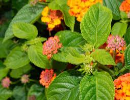 Image result for Lantana tiliifolia