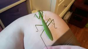My New Pet Chinese Praying Mantis Youtube