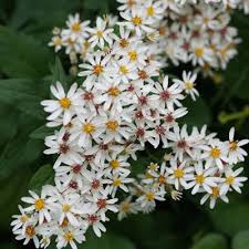 Small white aster aster vimineus (symphyotrichum lateriflorum) smooth aster aster laevis (symphyotrichum laeve) sneezeweed helenium autumnale. The Beauty And Pollinator Benefits Of Asters And Goldenrods Wild Seed Project