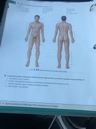 Solved Rgure 1 15 Anterior And Posterior Views Of The Bod Chegg Com