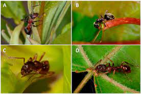 Almost all cacti are native to deserts and dry regions of south and north america. Forests Free Full Text Functional Role Of Extrafloral Nectar In Boreal Forest Ecosystems Under Climate Change Html