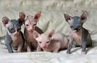 Sphynx Kittens for Sale - Adoptapet