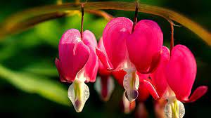 Roses, lilies, orchids, tulips, sunflowers, irises, carnations Top 10 Most Beautiful Flowers In The World Youtube