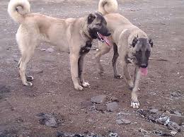 Things Dogs Do That Will Amaze You In 2020 Dog Language German Shepherd Dogs Dogs