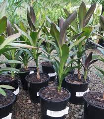 Image result for Cordyline stricta
