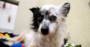 I heart dogs rescue and animal haven. The Call Has Been Answered Animal Shelters Across The U S Are Emptying Amid Coronavirus Pandemic